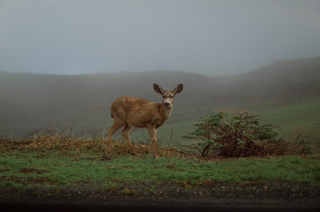 Wildlife Habitat Management