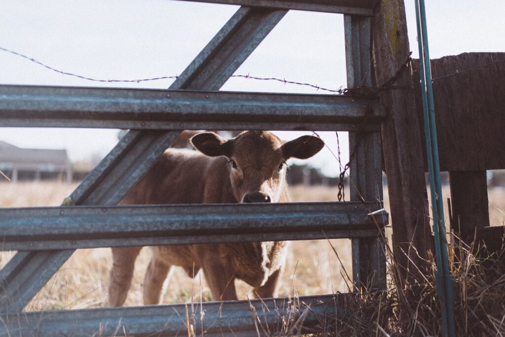 brown cow near gray steel fence